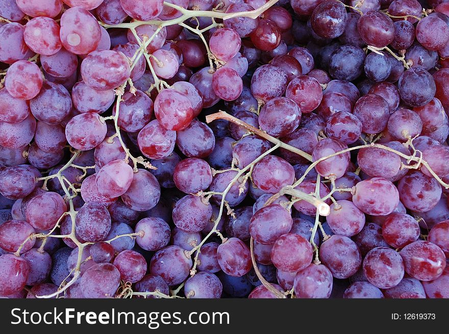 Healthy redgrapes on stems for making wine. Healthy redgrapes on stems for making wine