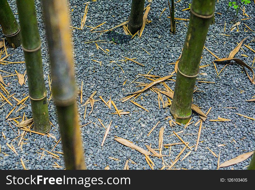 Bamboo, Grass Family, Flora, Grass