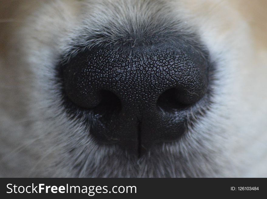 Nose, Dog Breed, Dog Like Mammal, Dog Breed Group