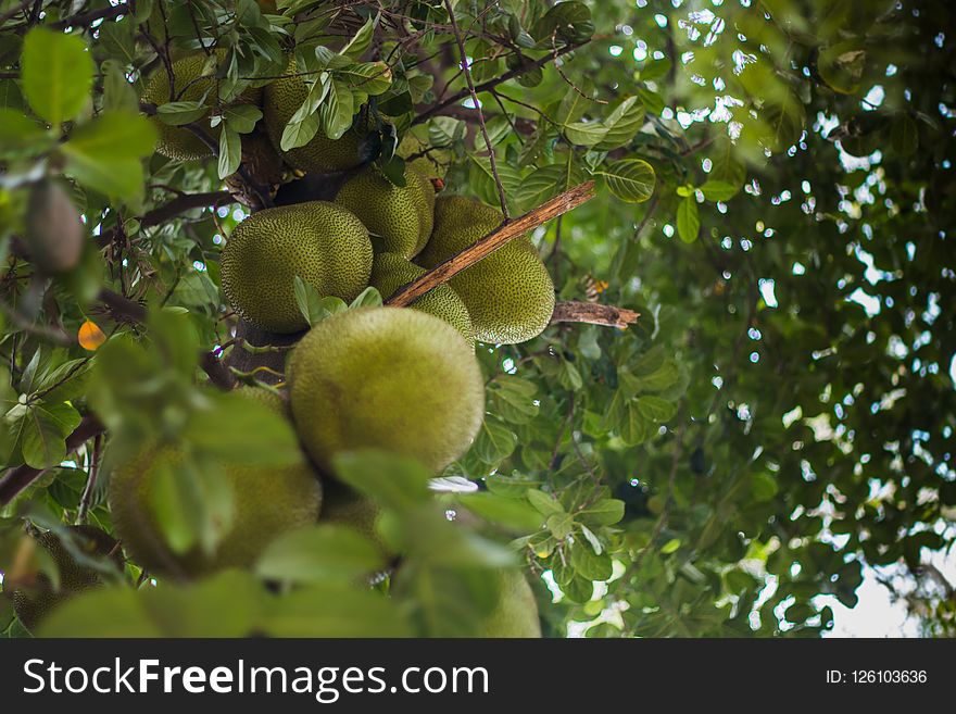 Vegetation, Fruit, Fruit Tree, Tree