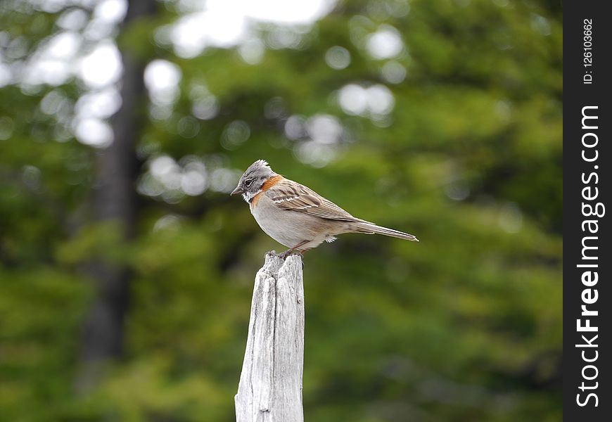 Bird, Fauna, Beak, Sparrow