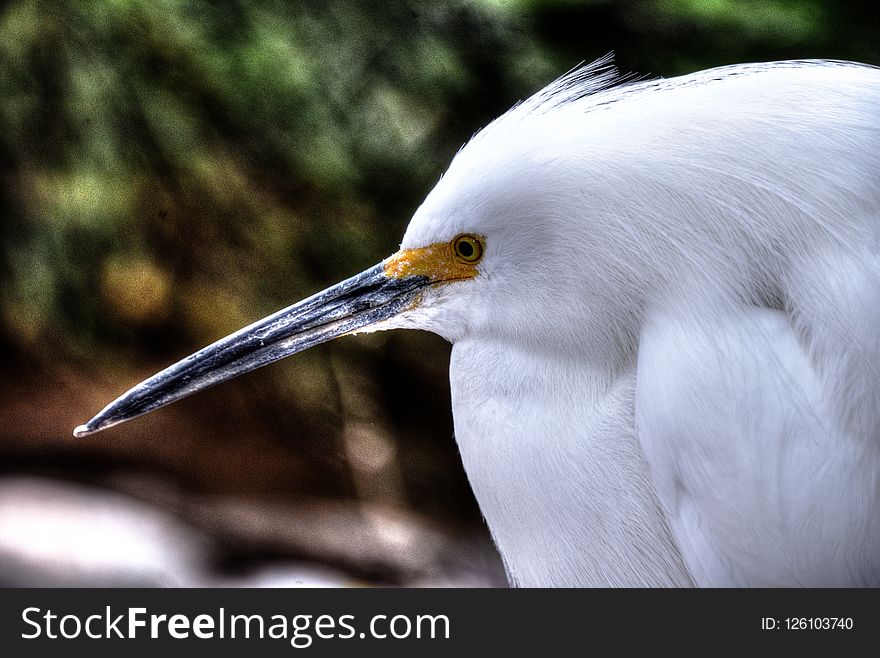 Bird, Beak, Fauna, Great Egret