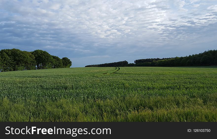 Grassland, Field, Ecosystem, Sky