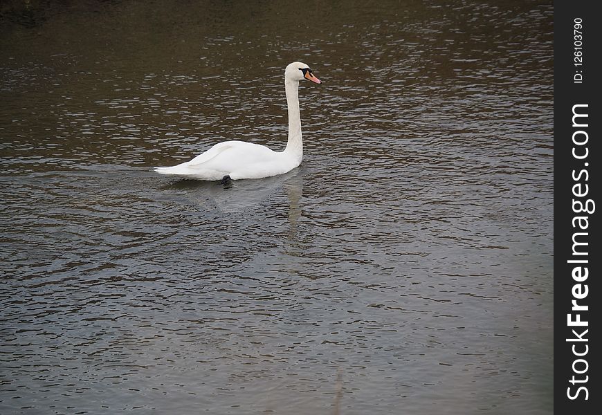Bird, Swan, Water, Water Bird