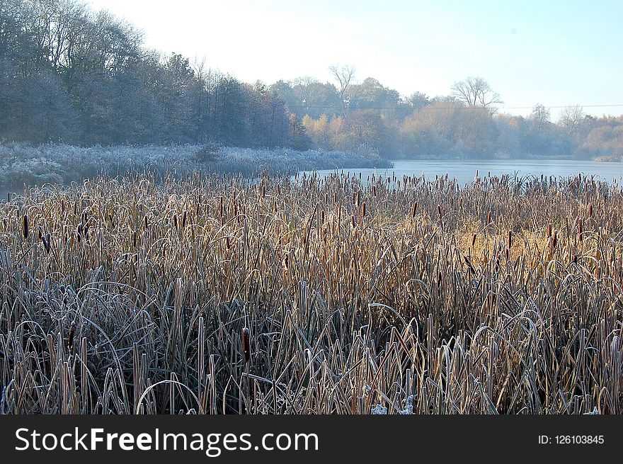 Winter, Frost, Water, Phragmites