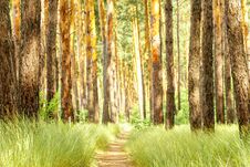 Pine Forest. Path In The Pine Forest Royalty Free Stock Image
