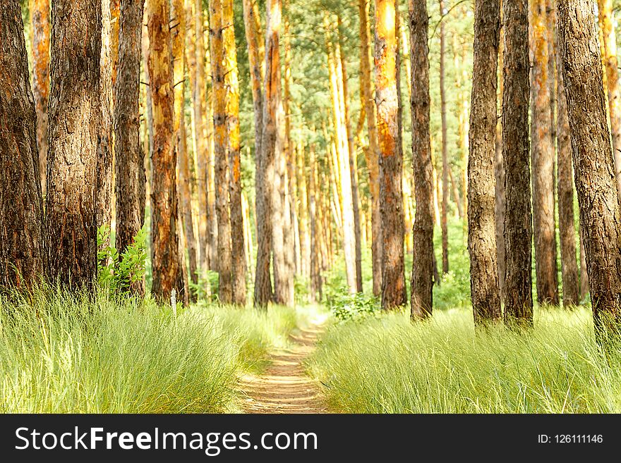 Beautiful landscape of pine jungle in morning, group of pine tree rise in fresh air, green view in forest, grass cover trees trunk. Beautiful landscape of pine jungle in morning, group of pine tree rise in fresh air, green view in forest, grass cover trees trunk.