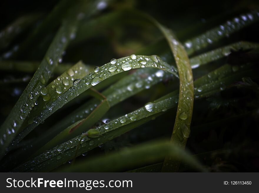 Dew Drops On The Grass In A Meadow In Autumn, Dark Nature Background With Copy Space