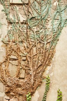 Creeping Ficus, Plant That Covers Walls On Outdoor Places, Exterior. Texture Of Nature. Royalty Free Stock Images Creeping Ficus, Plant That Covers Walls On Outdoor Places, Exterior. Texture Of Nature. Royalty Free Stock Images