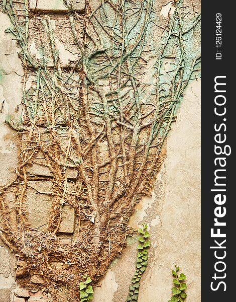 Creeping ficus, plant that covers walls on outdoor places, exterior. Texture of nature.