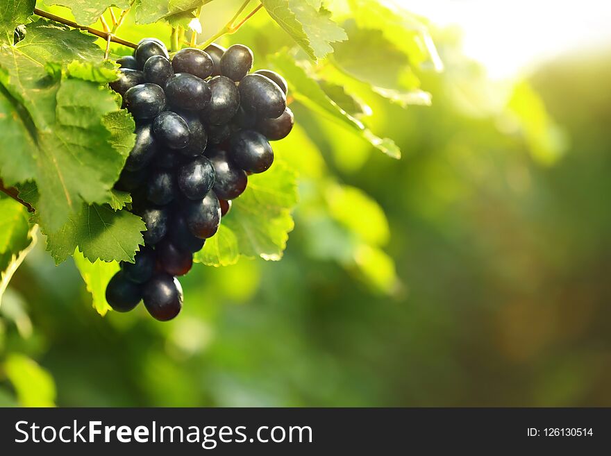 Bunch of fresh ripe juicy grapes against blurred background