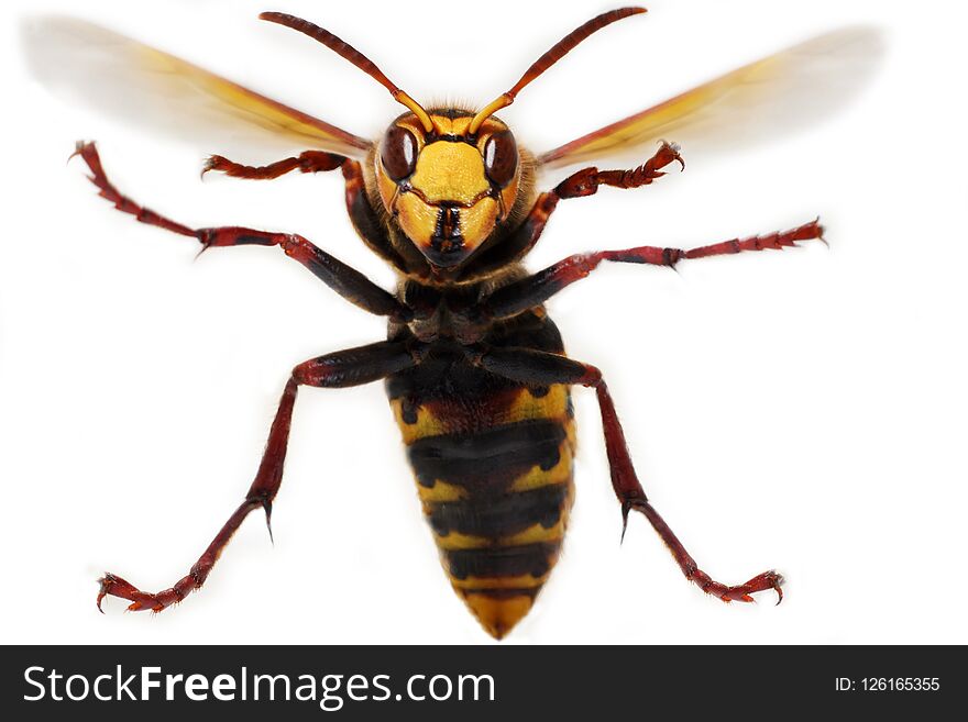 Hornet on white background ready to attack