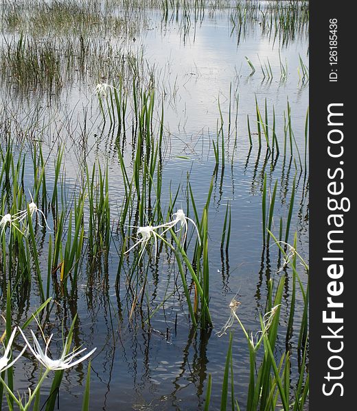 Water, Reflection, Vegetation, Wetland