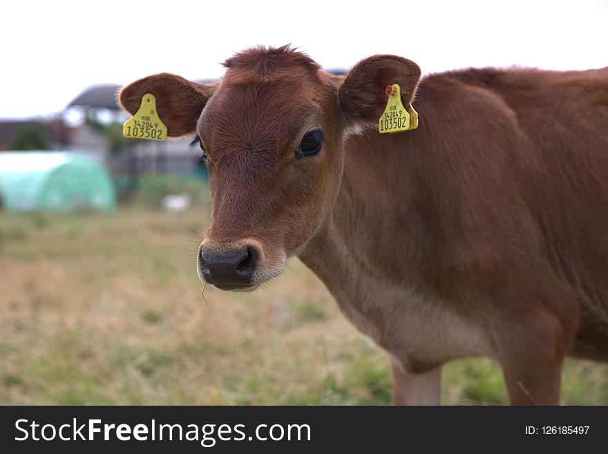 Cattle Like Mammal, Horn, Pasture, Fauna