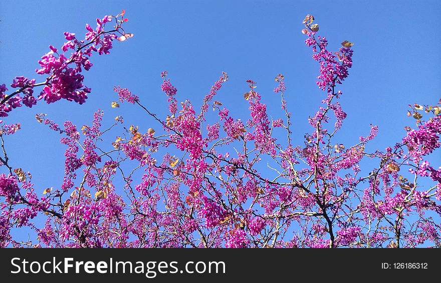 Blossom, Pink, Branch, Purple
