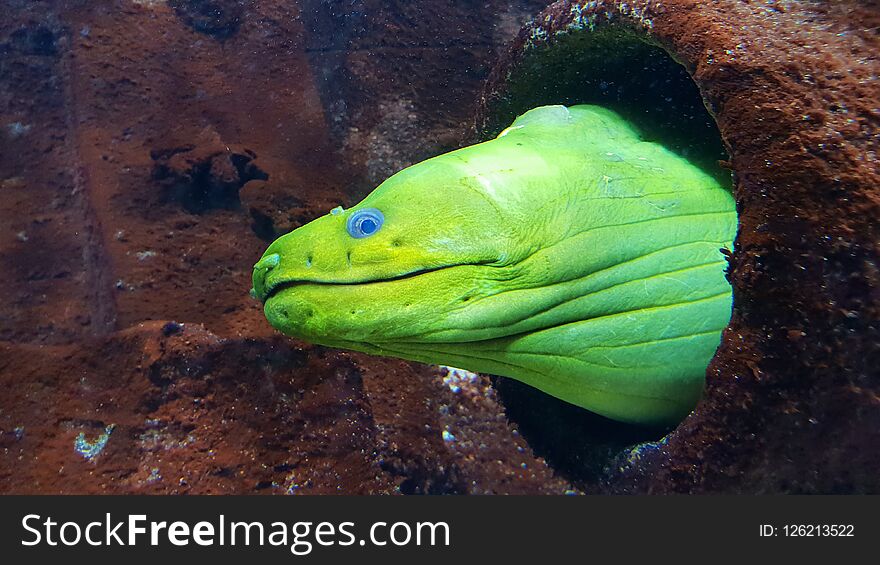 Green anemone coming out of a tank