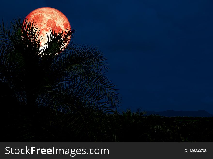 red blood moon back silhouette in ancient palm tree night sky