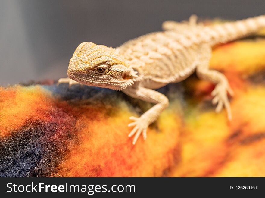 Tiny brown gecko climbing up. Tiny brown gecko climbing up.