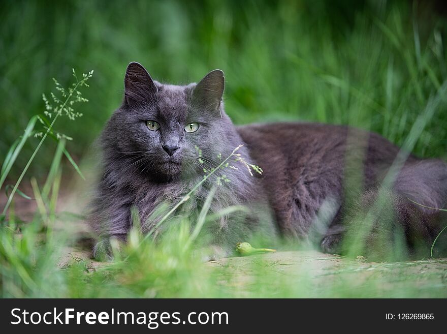 Gray cat laying in a tall grass