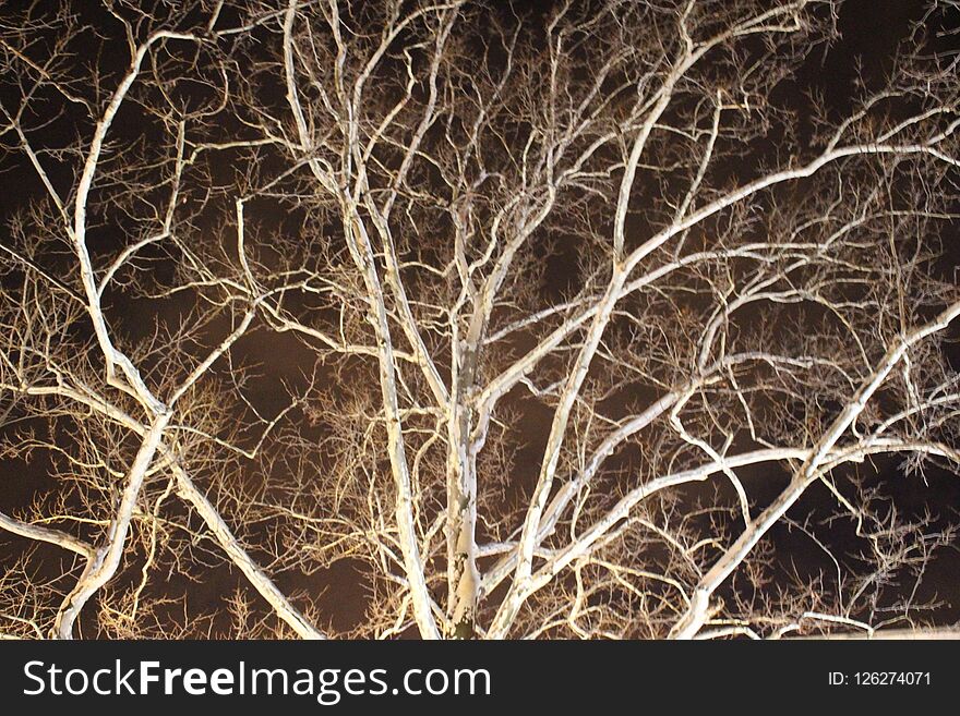 Winter branches illuminated in night
