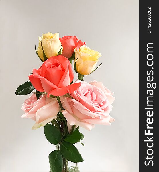 Colorful rose in glass vase on white table and white background. Colorful rose in glass vase on white table and white background