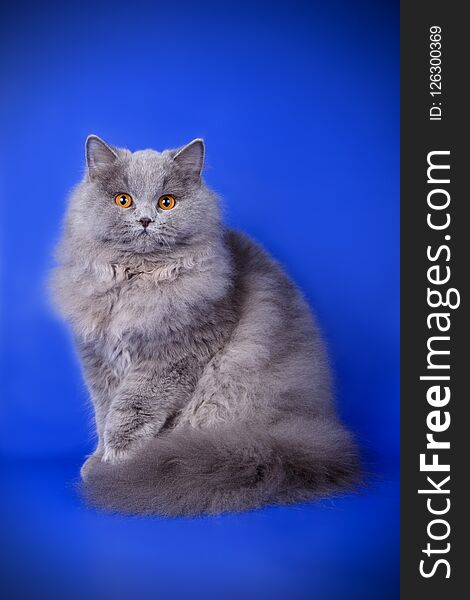 Studio photography of a british longhair cat on colored backgrounds