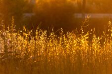 Soft Sunlight, Lights The Grass At Sunset Royalty Free Stock Photos