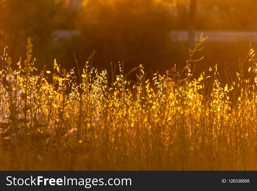 Soft sunlight, lights the grass at sunset