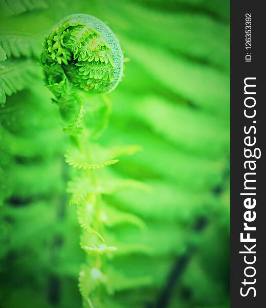 Nephrolepis exaltata The Sword Fern. Fresh green fern bush in detail, looking into bush of fern in forest.