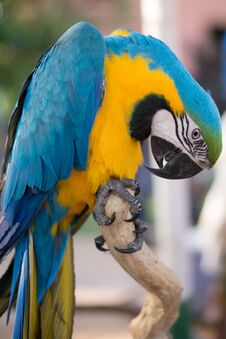 Portrait Of A South American Macaw Stock Photography