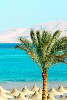 Umbrellas, Palm Tree, Mountains And Red Sea Stock Images