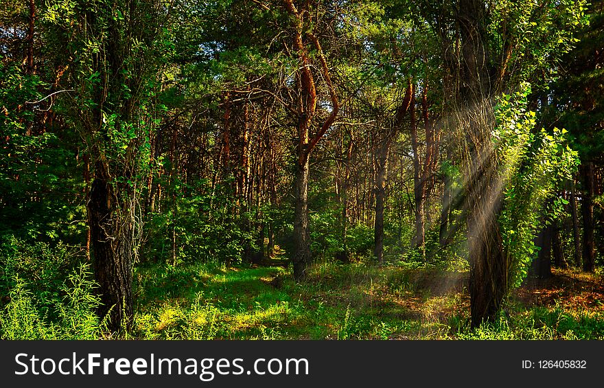 Pine Forest Against A Background Of Bright Sun