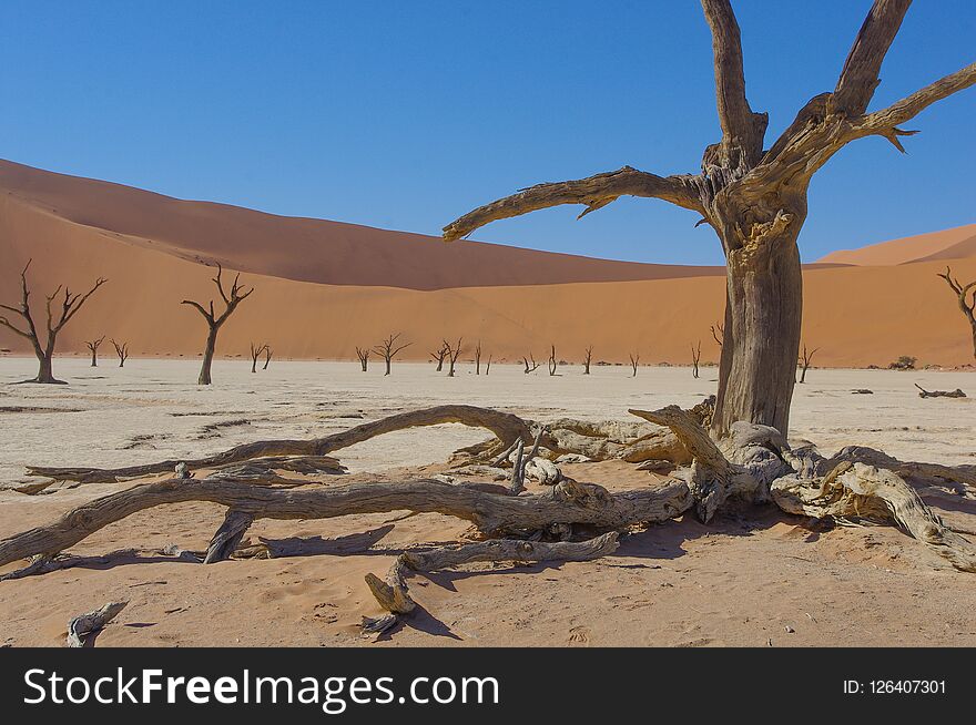 Landscape picture of the deadvlei in the Namib desert. Part of the Namib-Naukluft National park. Landscape picture of the deadvlei in the Namib desert. Part of the Namib-Naukluft National park.