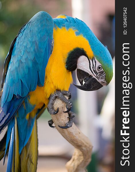 Portrait of a South American Macaw