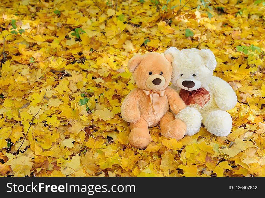 Two Teddy bears sitting in the autumn park among the yellow autumn maple leaves. Two Teddy bears sitting in the autumn park among the yellow autumn maple leaves