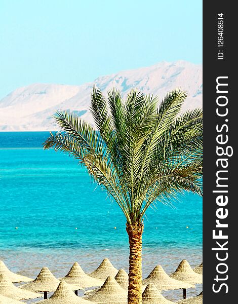 Umbrellas, Palm Tree and Red Sea on mount background. Umbrellas, Palm Tree and Red Sea on mount background