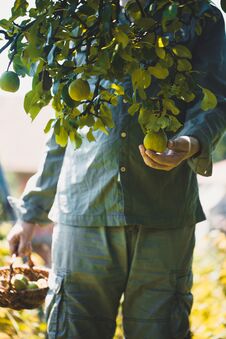 Farmer With Pears. Pears Harvest Royalty Free Stock Photography