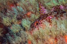 Super Klipfish Clinus Superciliosus Underwater Closeup Stock Images