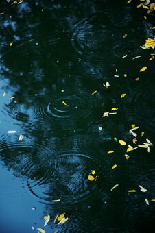 River. Pond. Pool. Water. Water Surface. Ripple. Leaf. Fallen Leaf. Royalty Free Stock Image