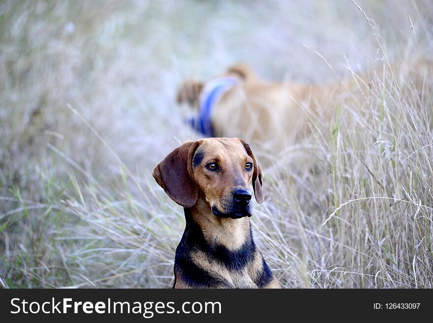 image of a sitting stray dog in nature. image of a sitting stray dog in nature