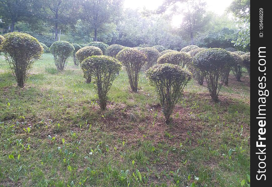 Fresh leaves and park with trees