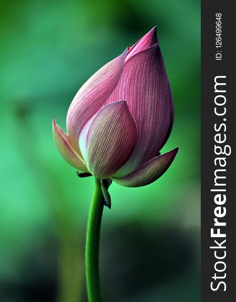 Close up of lotus flower bud in sunlight. Close up of lotus flower bud in sunlight