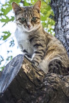 In The Summer A Cat Sits On The Tree. Royalty Free Stock Image