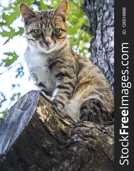 In the summer a cat sits on the tree.