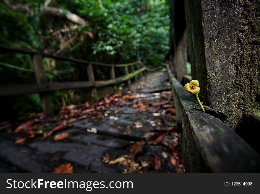 the untreated bridge has begun to overgrow with moss. the untreated bridge has begun to overgrow with moss