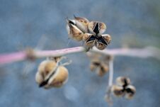 Dry Seed Pods On Stem Of Plant In Mojave Desert Royalty Free Stock Photo