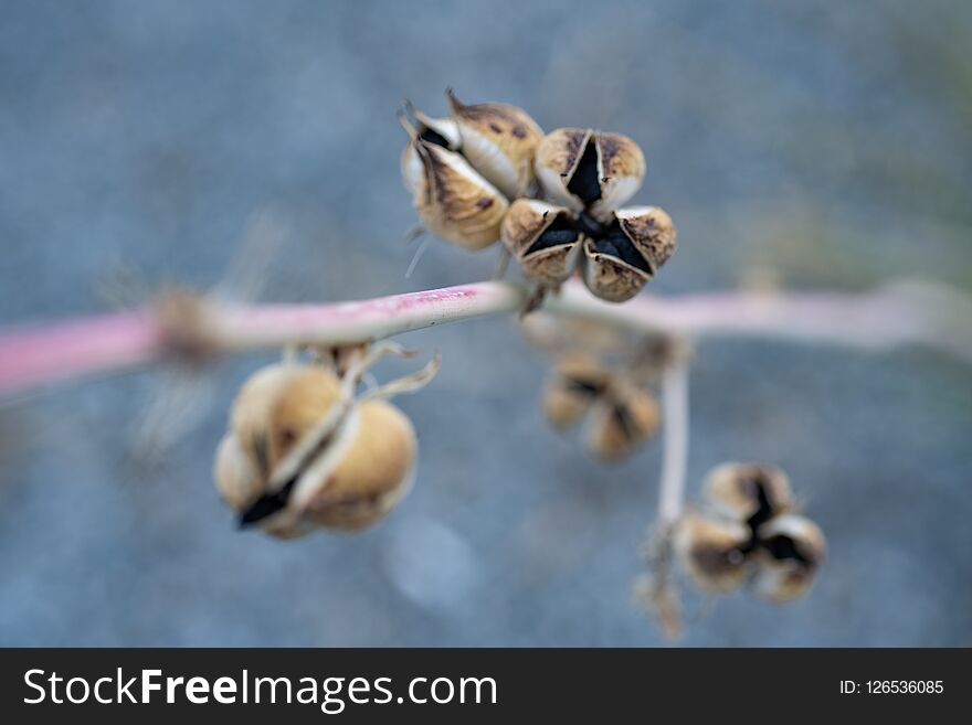 Dry seed pods on stem of plant in Mojave Desert