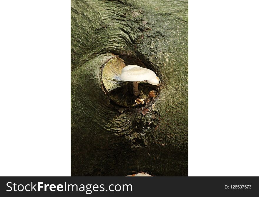 Wild mushrooms inside a forest
