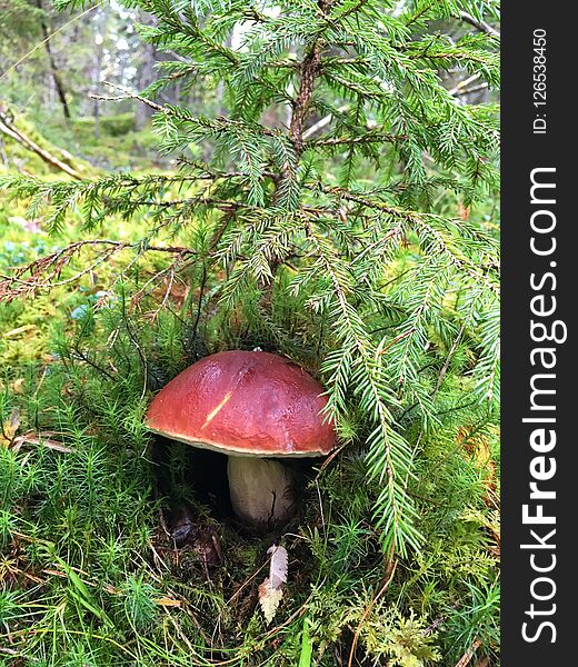 White mushroom grows under a small Christmas tree