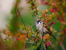 A Small Sparrow Sits On A Branch Of Barberry Stock Photography